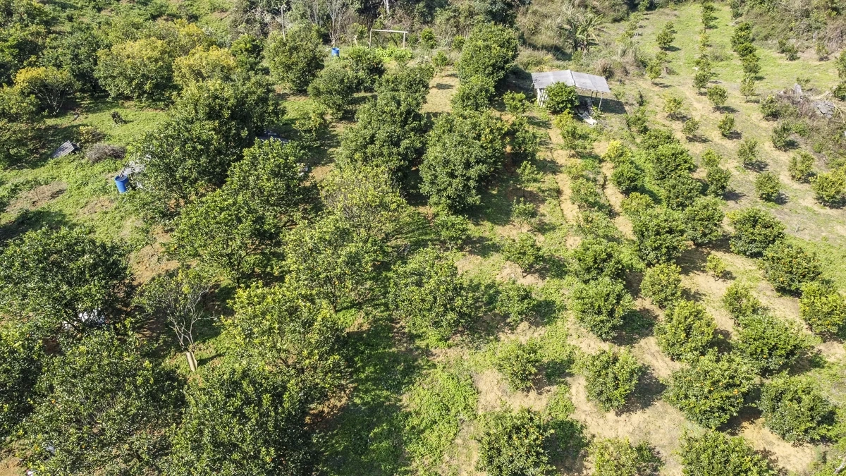 Hái “quả ngọt” từ đất dốc Cao Sơn