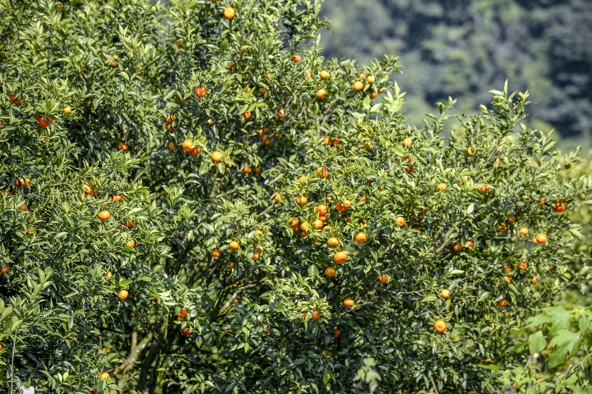 Hái “quả ngọt” từ đất dốc Cao Sơn