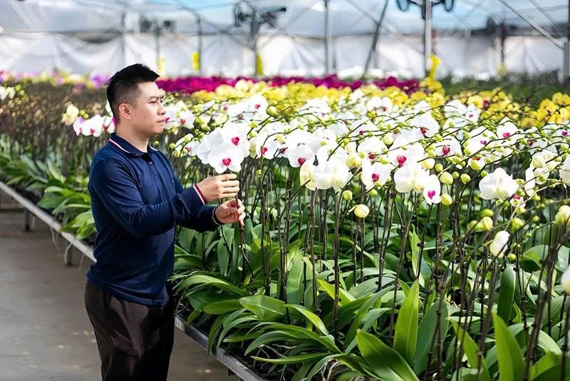 Thị trường cây cảnh đón tết sớm