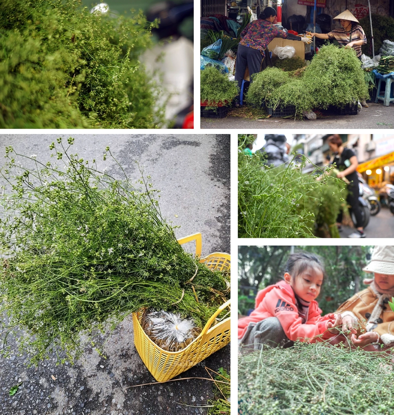 [E-Magazine]: Hương mùi mãi “trinh nguyên”...