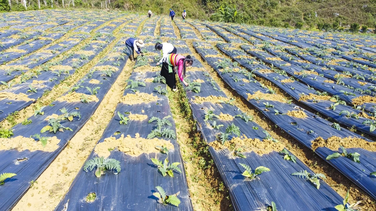 Từ đất dốc Cao Sơn đến vùng dược liệu atiso