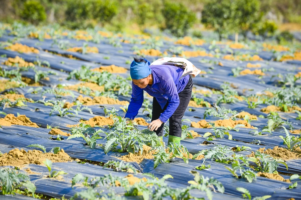 Từ đất dốc Cao Sơn đến vùng dược liệu atiso