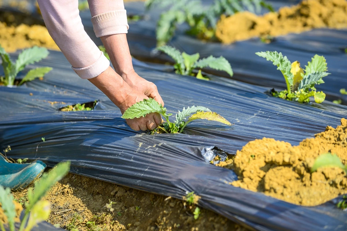 Từ đất dốc Cao Sơn đến vùng dược liệu atiso