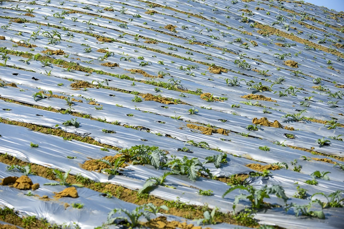 Từ đất dốc Cao Sơn đến vùng dược liệu atiso