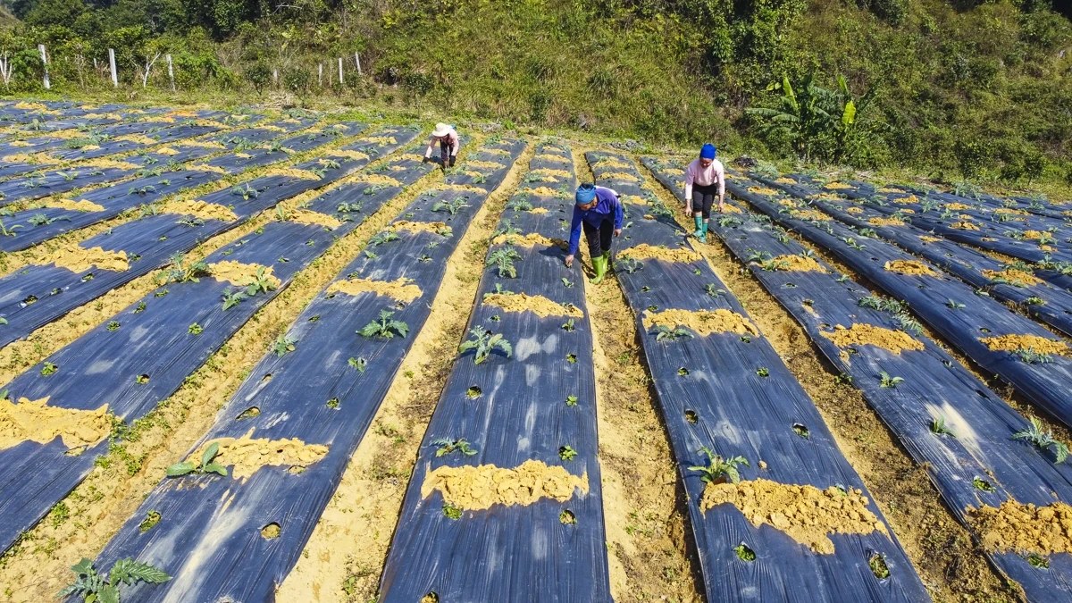 Từ đất dốc Cao Sơn đến vùng dược liệu atiso