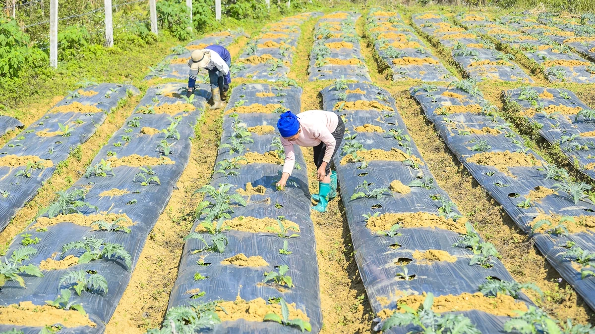 Từ đất dốc Cao Sơn đến vùng dược liệu atiso