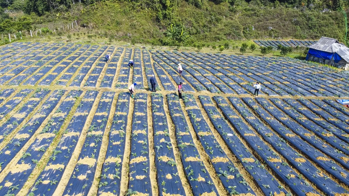 Từ đất dốc Cao Sơn đến vùng dược liệu atiso