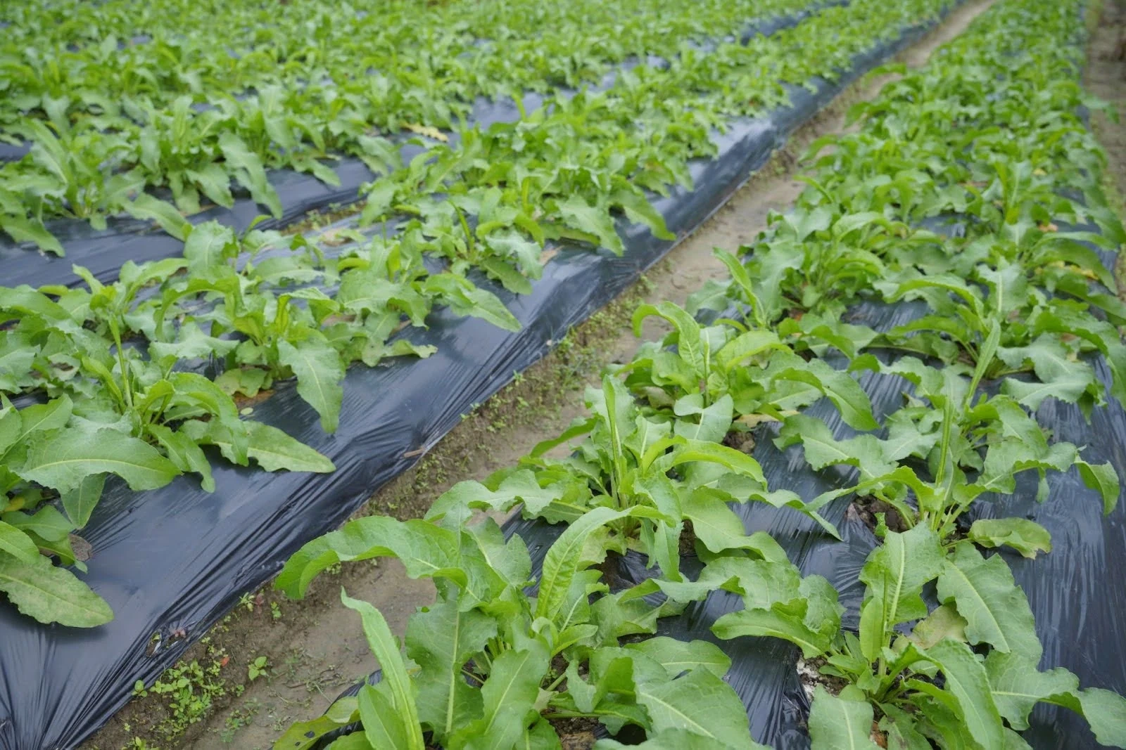 Hệ sinh thái Sâm Nữ Hoàng – Giải pháp phát triển dược liệu theo chuỗi giá trị bền vững