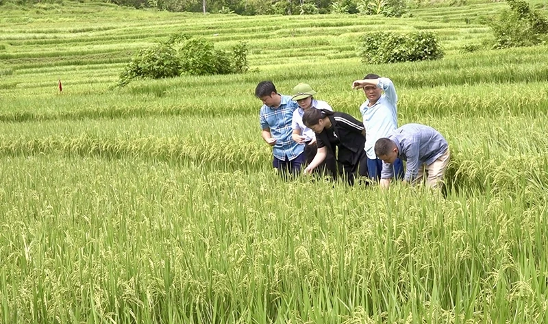 Gieo xanh tăng trưởng, khép vòng tuần hoàn