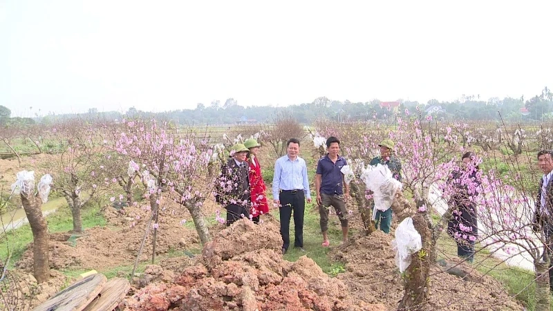 Xã Thọ Phú sẵn sàng cho hội chợ hoa đào 2026