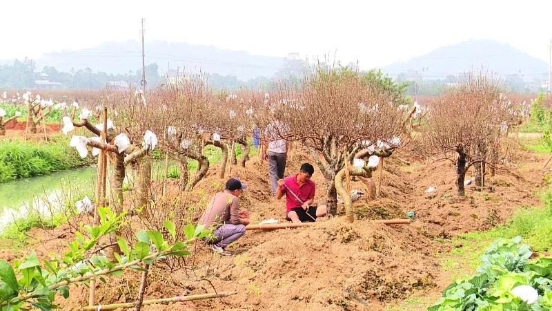 Xã Thọ Phú sẵn sàng cho hội chợ hoa đào 2026