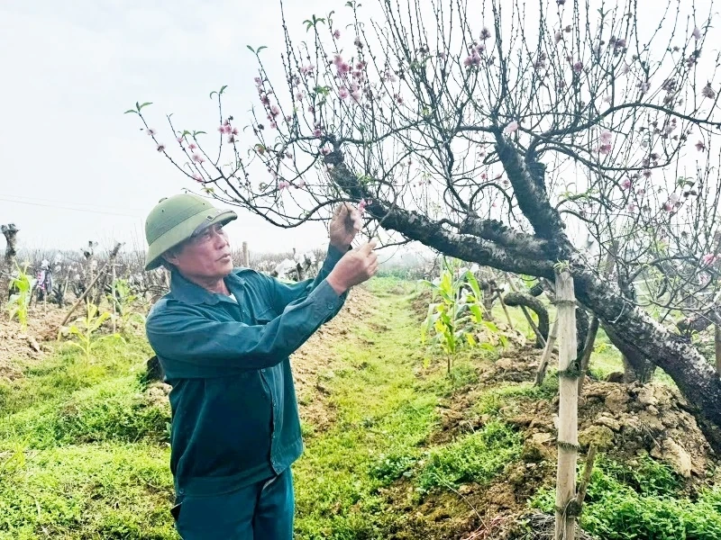 Xã Thọ Phú sẵn sàng cho hội chợ hoa đào 2026