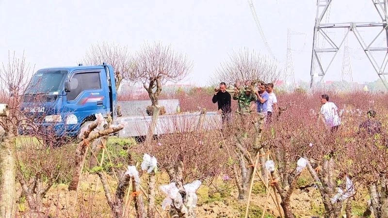 Xã Thọ Phú sẵn sàng cho hội chợ hoa đào 2026