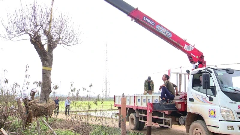 Xã Thọ Phú sẵn sàng cho hội chợ hoa đào 2026