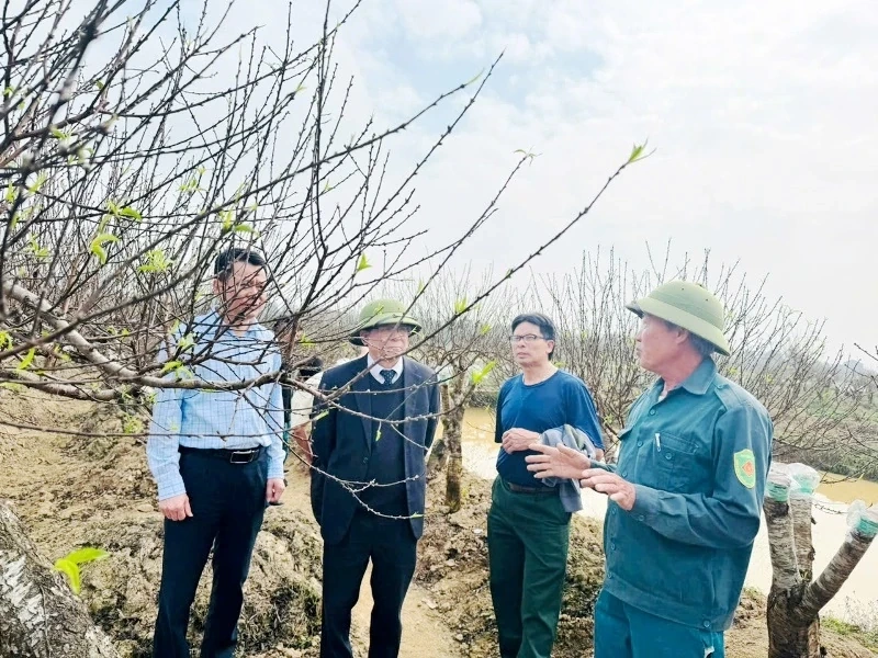 Xã Thọ Phú sẵn sàng cho hội chợ hoa đào 2026