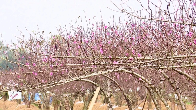 Xã Thọ Phú sẵn sàng cho hội chợ hoa đào 2026