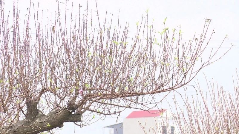 Xã Thọ Phú sẵn sàng cho hội chợ hoa đào 2026