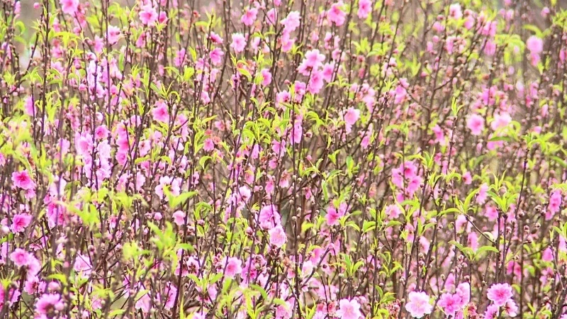 Xã Thọ Phú sẵn sàng cho hội chợ hoa đào 2026