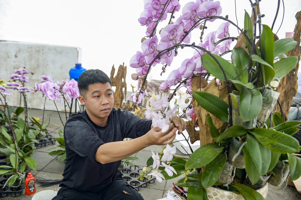 Vào vụ Tết, thợ cắm lan “chạy sô”, thu tiền triệu mỗi ngày
