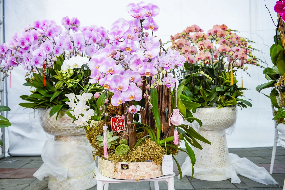 Vào vụ Tết, thợ cắm lan “chạy sô”, thu tiền triệu mỗi ngày