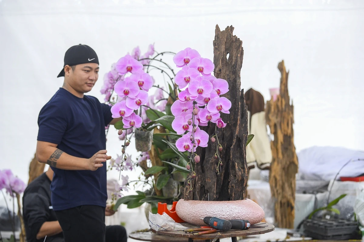 Vào vụ Tết, thợ cắm lan “chạy sô”, thu tiền triệu mỗi ngày