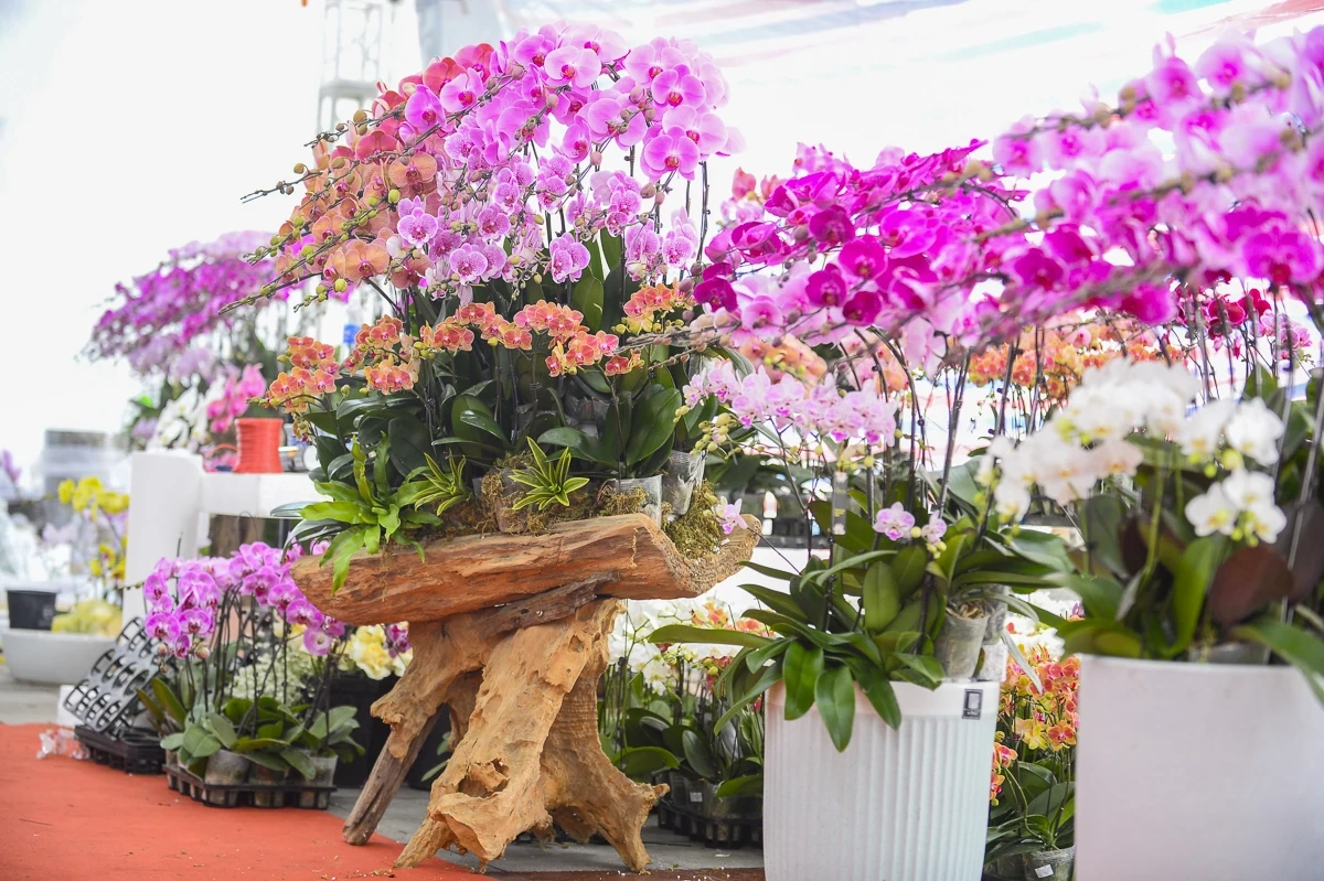 Vào vụ Tết, thợ cắm lan “chạy sô”, thu tiền triệu mỗi ngày