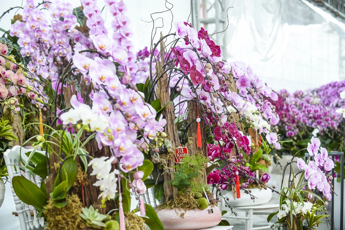 Vào vụ Tết, thợ cắm lan “chạy sô”, thu tiền triệu mỗi ngày