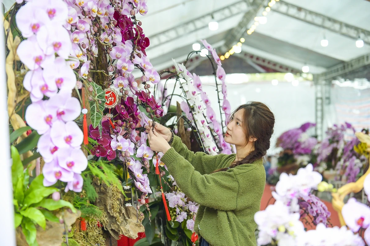 Vào vụ Tết, thợ cắm lan “chạy sô”, thu tiền triệu mỗi ngày