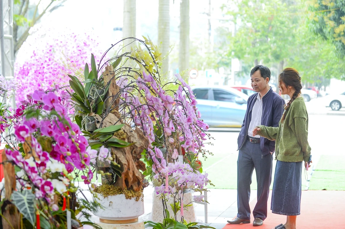 Vào vụ Tết, thợ cắm lan “chạy sô”, thu tiền triệu mỗi ngày