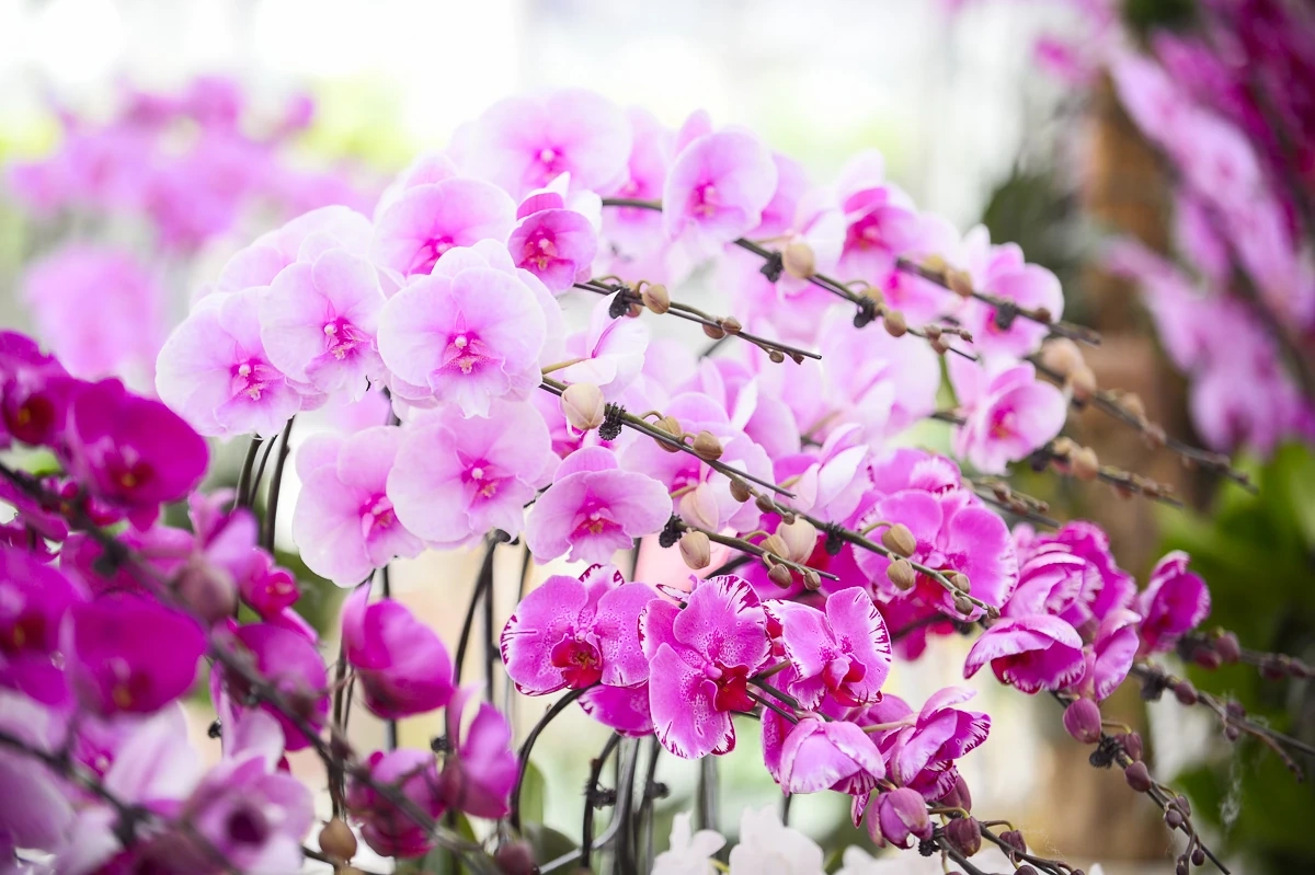 Vào vụ Tết, thợ cắm lan “chạy sô”, thu tiền triệu mỗi ngày