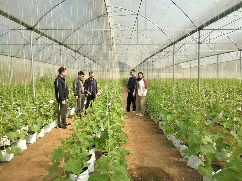 Đòn bẩy nâng tầm nông nghiệp xã Nguyệt Ấn