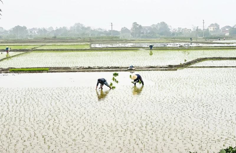 Nông dân tích cực gieo cấy vụ xuân