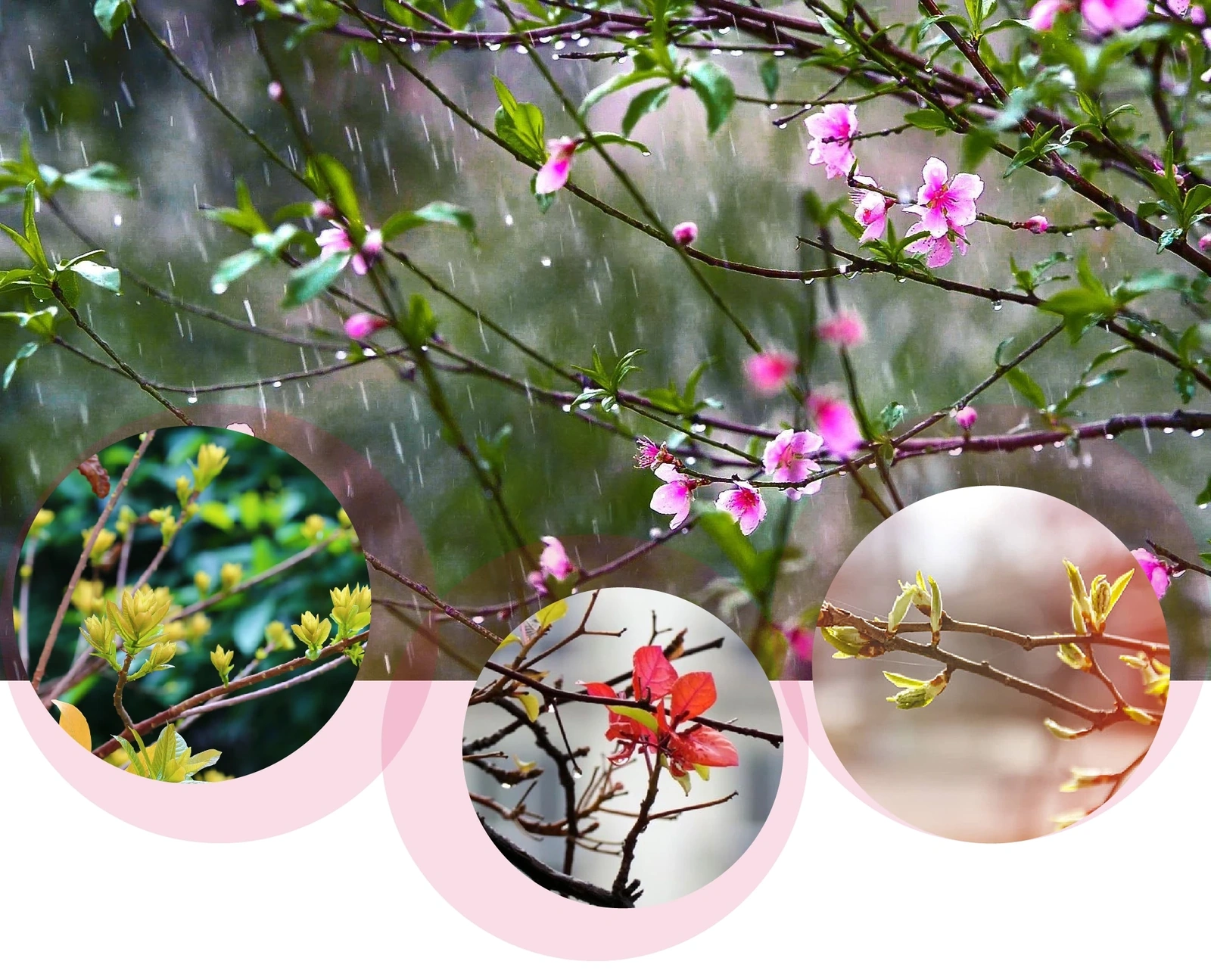 [E-Magazine]: Hồn xuân đất Bắc