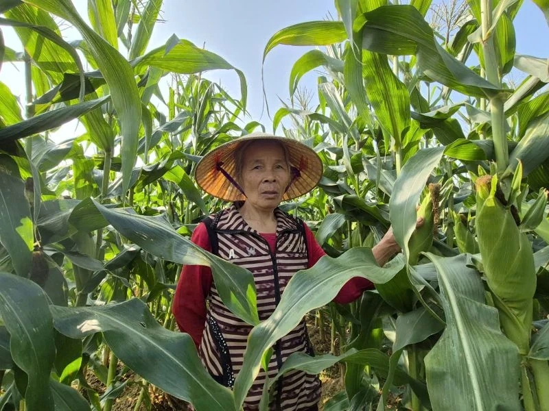 Tết ấm nhờ vụ ngô ngọt cuối năm