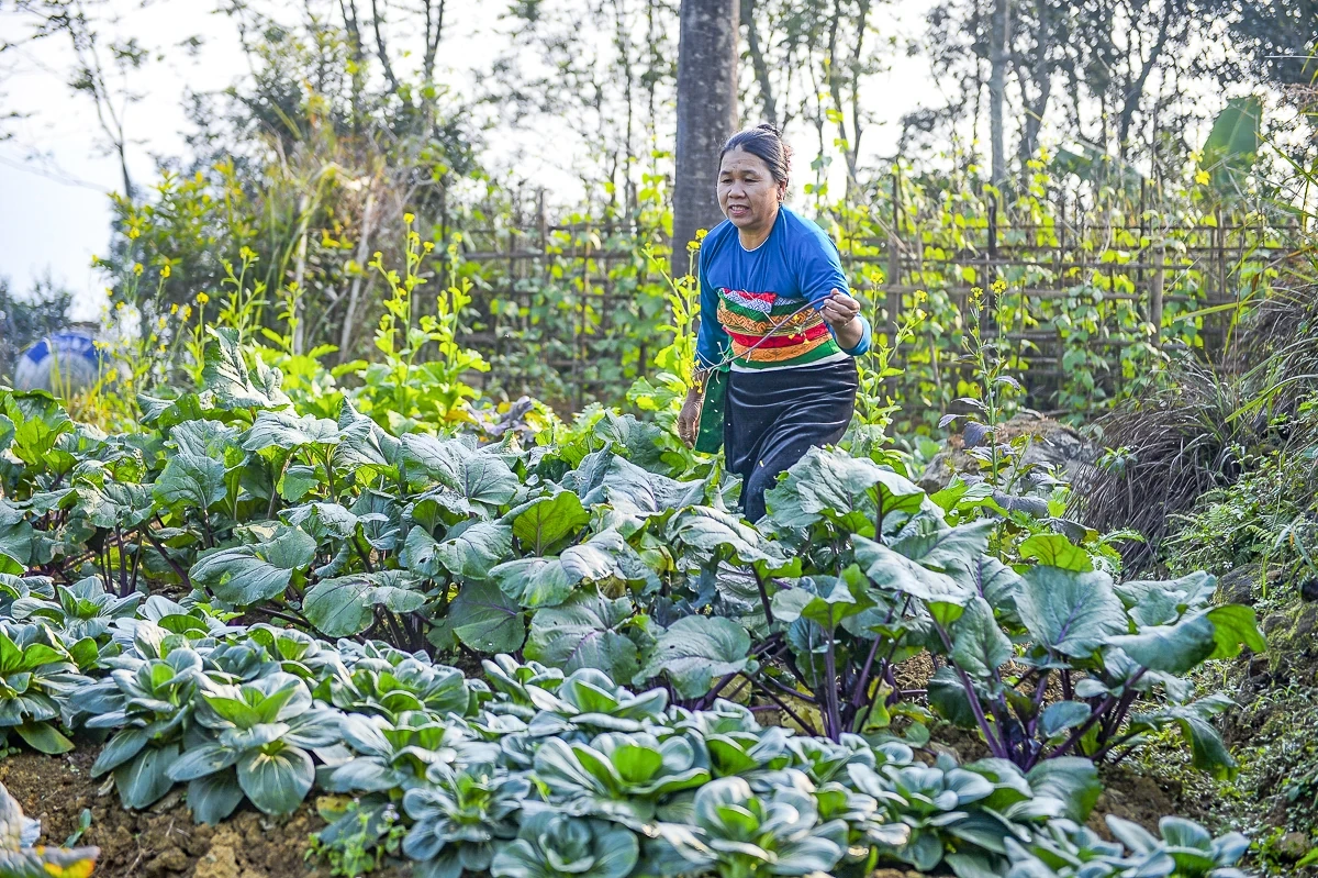 Rau an toàn Pù Luông - sinh kế nhỏ giữa vùng du lịch sinh thái