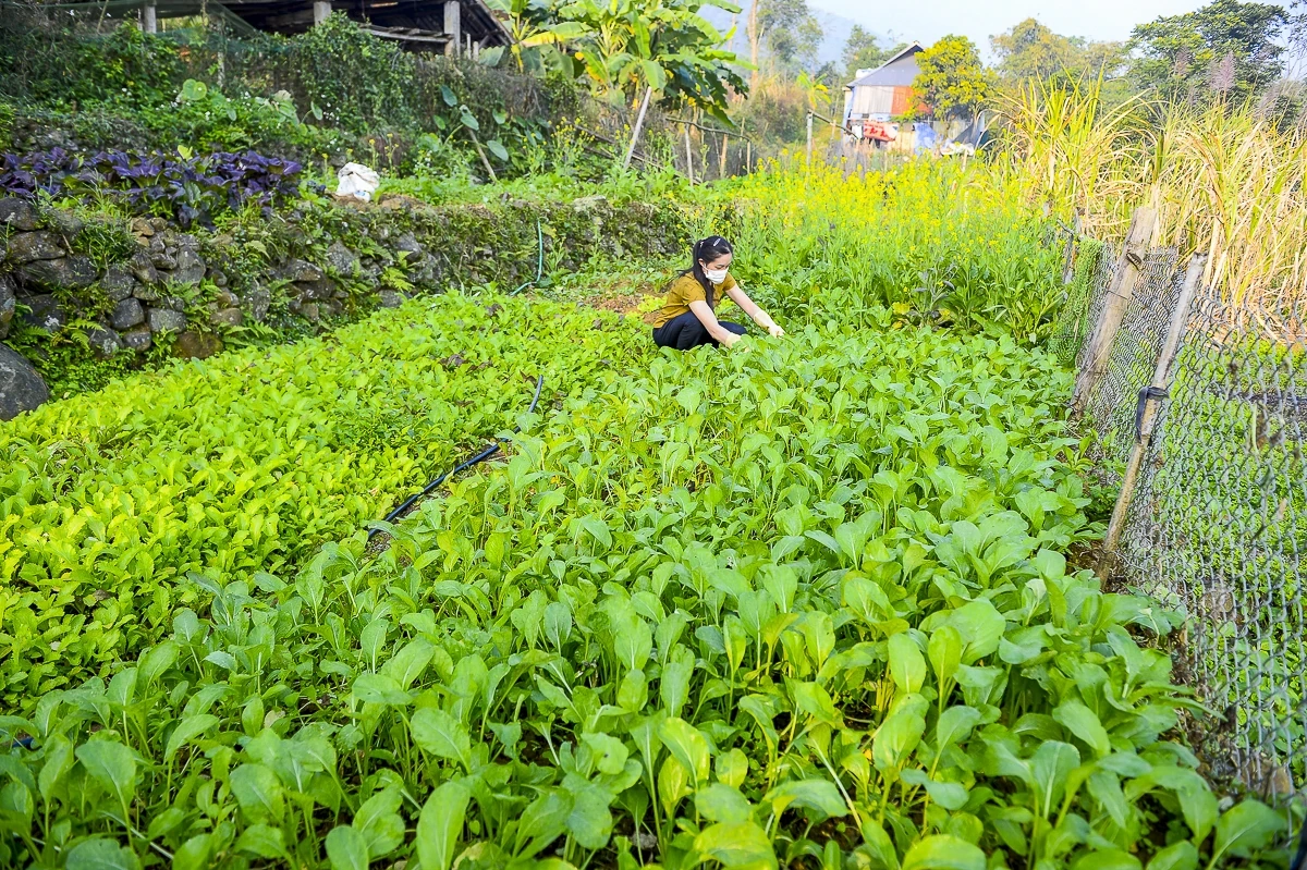 Rau an toàn Pù Luông - sinh kế nhỏ giữa vùng du lịch sinh thái