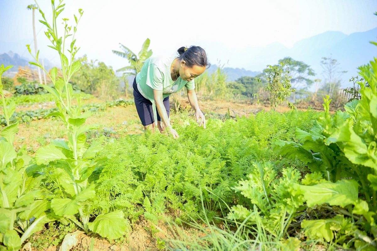 Rau an toàn Pù Luông - sinh kế nhỏ giữa vùng du lịch sinh thái
