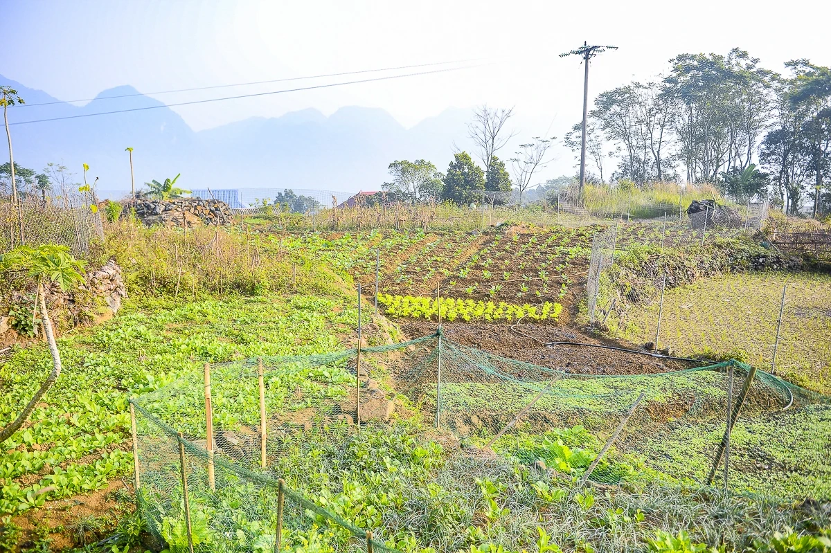 Rau an toàn Pù Luông - sinh kế nhỏ giữa vùng du lịch sinh thái