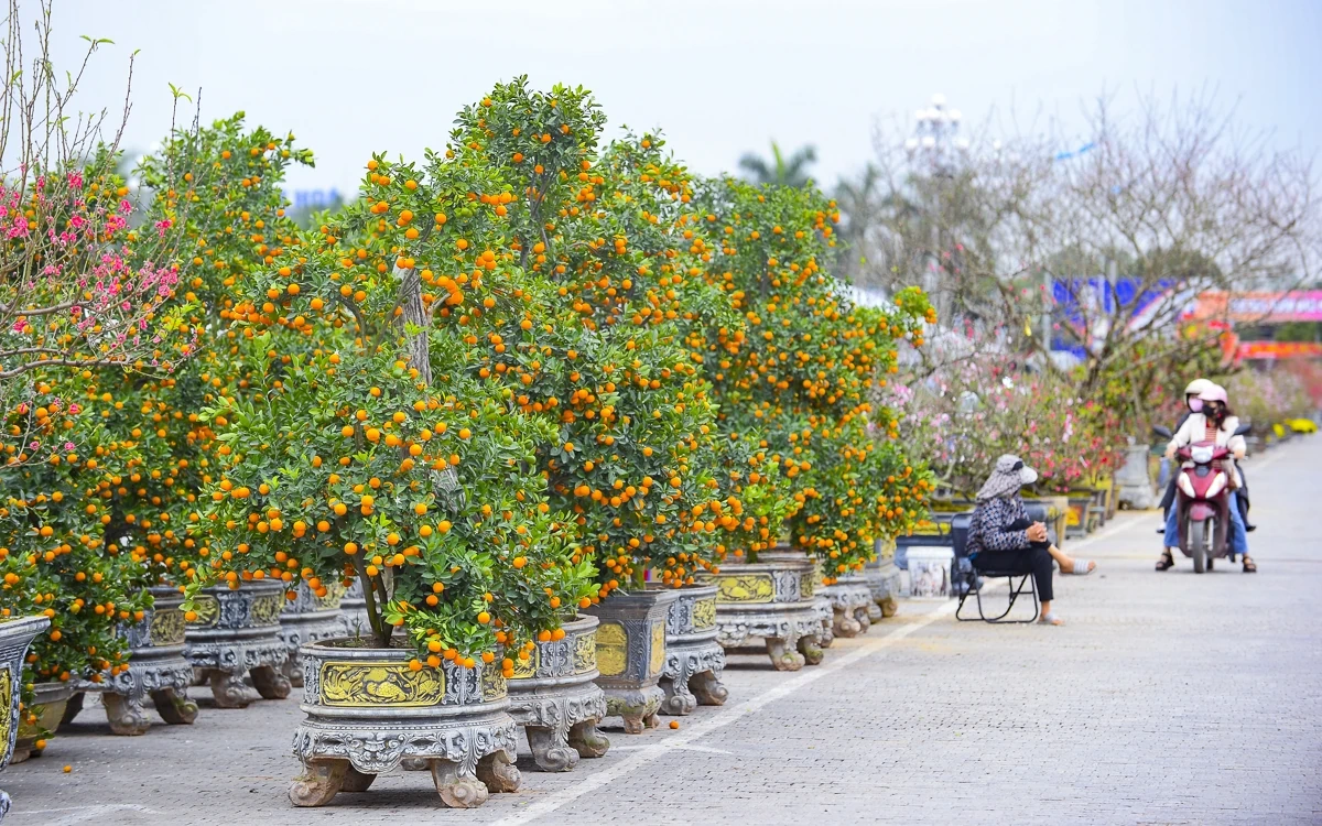 Quảng trường Lam Sơn rộn ràng chợ hoa Tết
