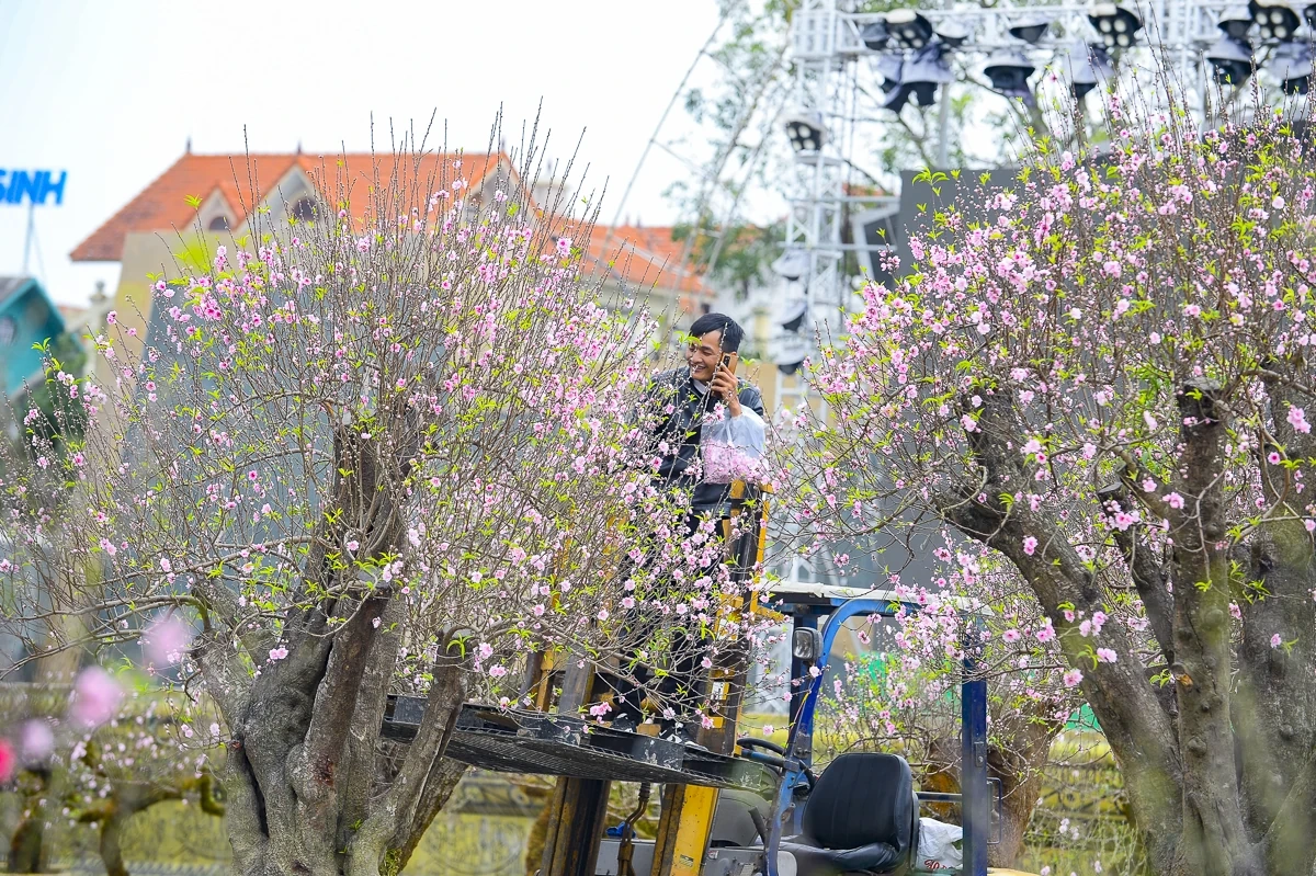 Quảng trường Lam Sơn rộn ràng chợ hoa Tết