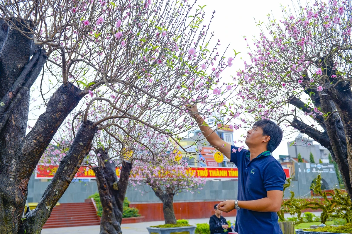 Quảng trường Lam Sơn rộn ràng chợ hoa Tết