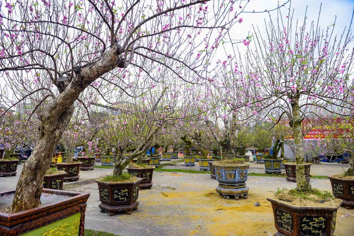 Quảng trường Lam Sơn rộn ràng chợ hoa Tết