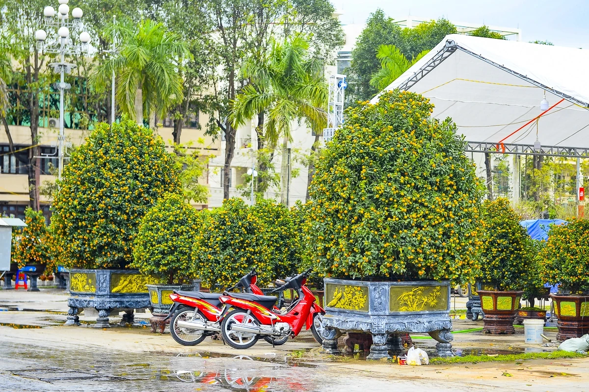 Quảng trường Lam Sơn rộn ràng chợ hoa Tết