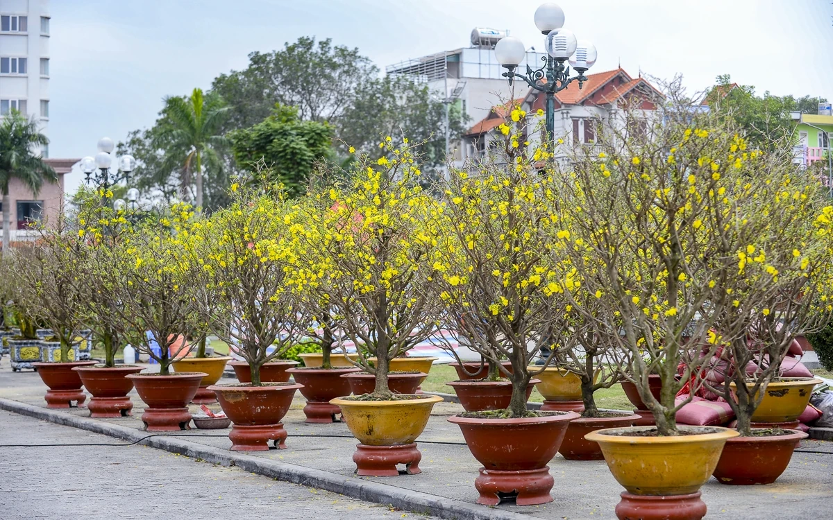 Quảng trường Lam Sơn rộn ràng chợ hoa Tết