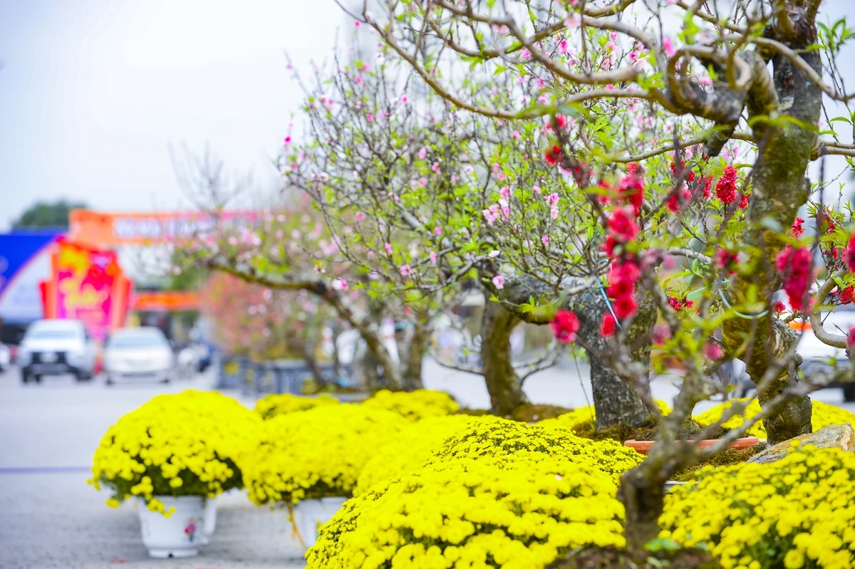 Quảng trường Lam Sơn rộn ràng chợ hoa Tết