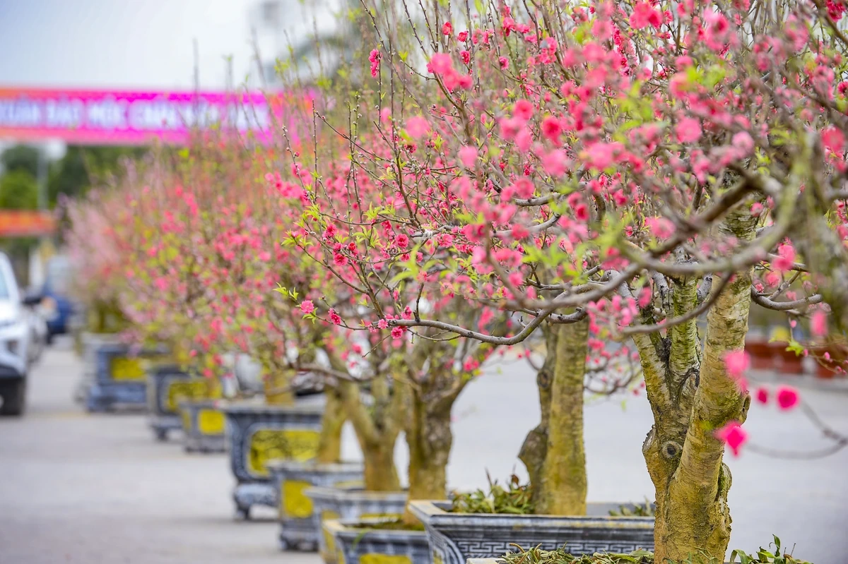 Quảng trường Lam Sơn rộn ràng chợ hoa Tết