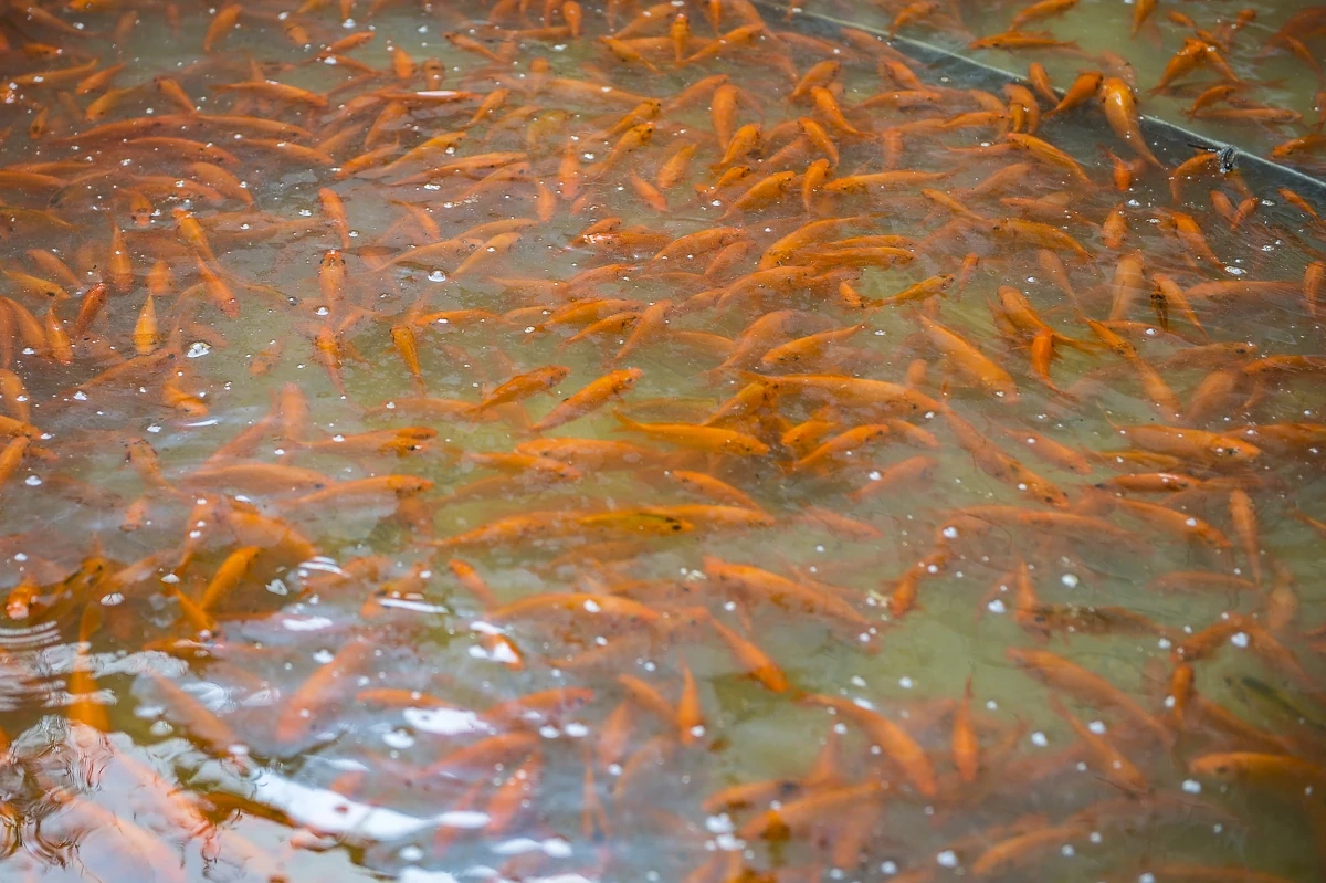 Cá chép đỏ vào vụ, hút hàng dịp Tết ông Công, ông Táo