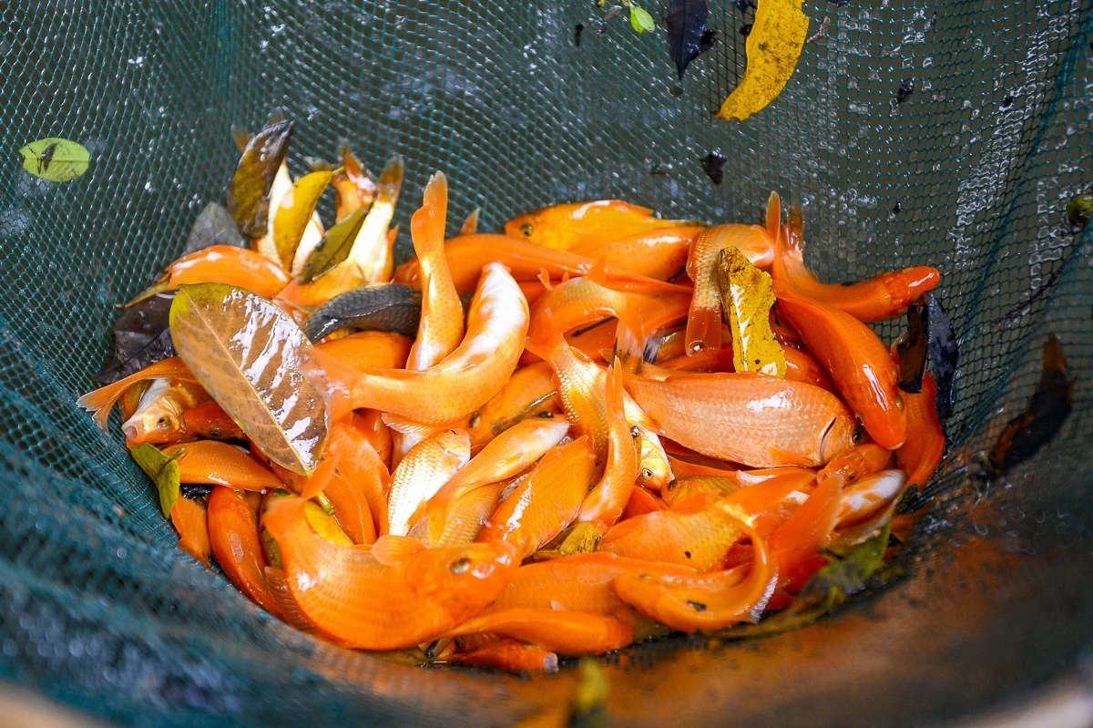 Cá chép đỏ vào vụ, hút hàng dịp Tết ông Công, ông Táo