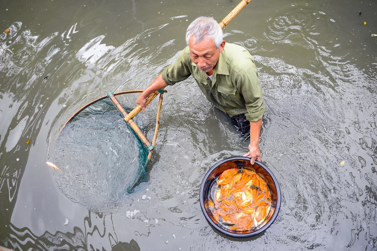 Cá chép đỏ vào vụ, hút hàng dịp Tết ông Công, ông Táo
