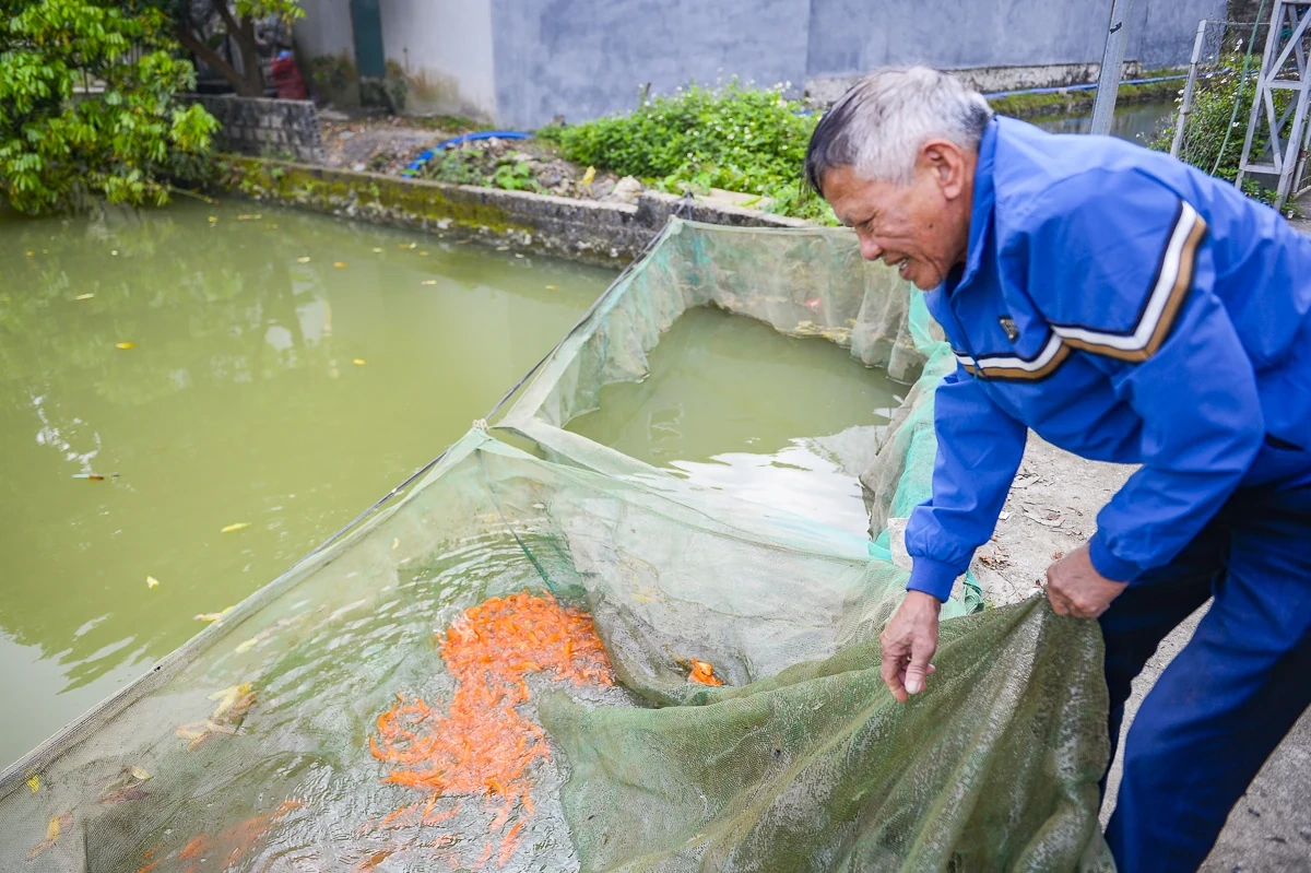 Cá chép đỏ vào vụ, hút hàng dịp Tết ông Công, ông Táo